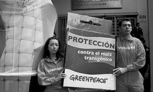 greenpeace_maiz_transgenicos