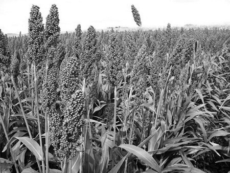 sorgo