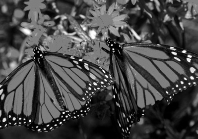 Mariposa Monarca Matamoros