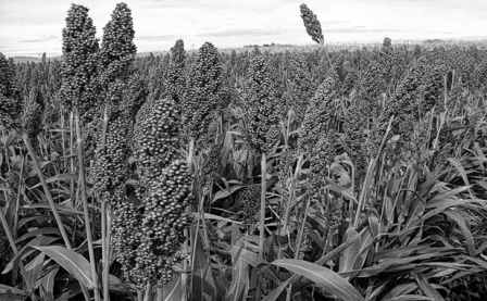 sorgo