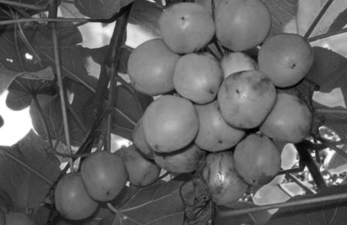 jatropha-curcas-es-una-de-la-mejores-alternativas-para-la-produccion-de-biodiesel