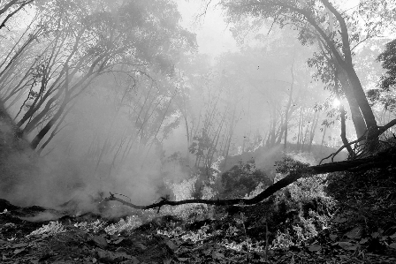 INCENDIO BOSQUE DE LA PRIMAVERA