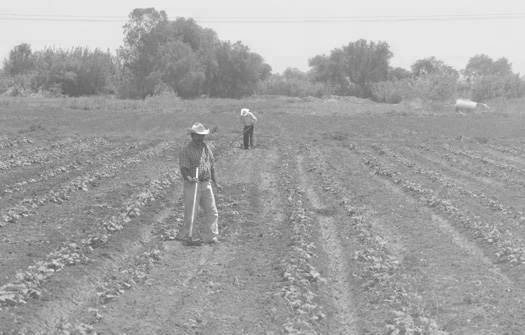 Campo Siniestrado