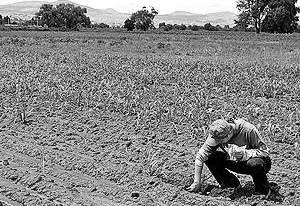 perdida total campo siembra