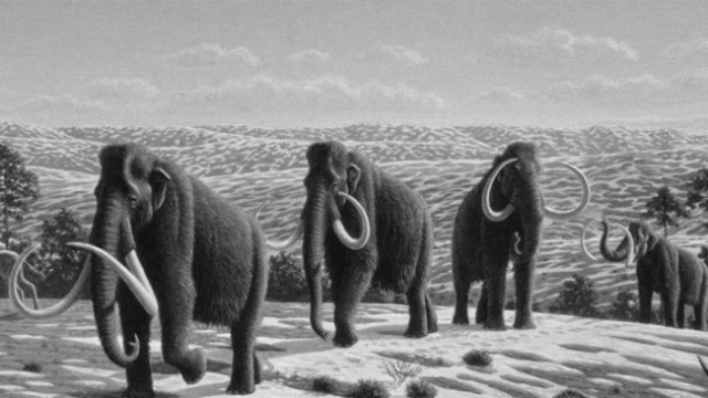 clonar mamut