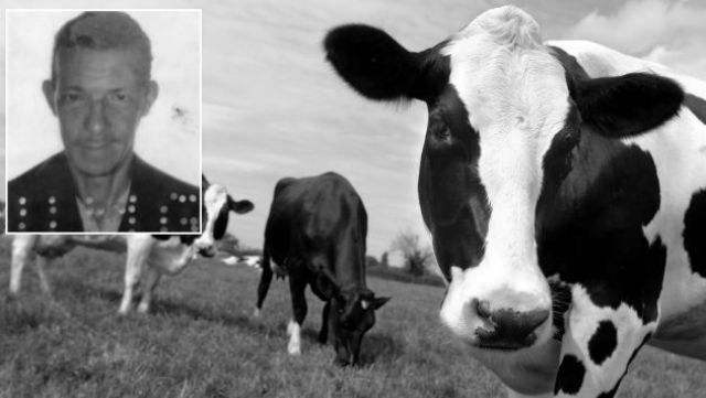 Cows rest and graze at Woodside Green Farm in Great Hallingbury, Essex, UK. British farmers are finding survival difficult with the price being offered by buyers barely meeting production costs. May 25 2005. Photographer: Rogan Macdonald