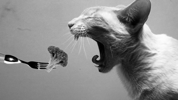 gatovegetariano_principal
