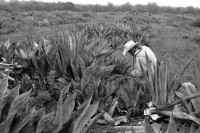 mezcal